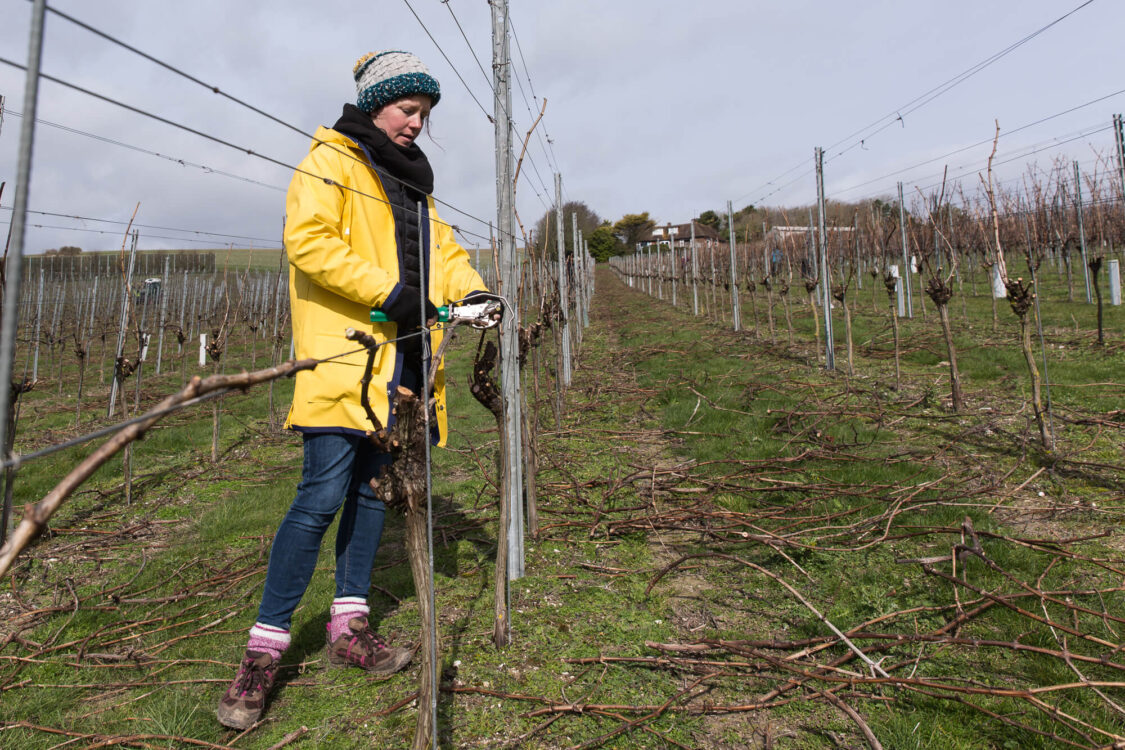 Greta Pruning in a Yellow Jacket