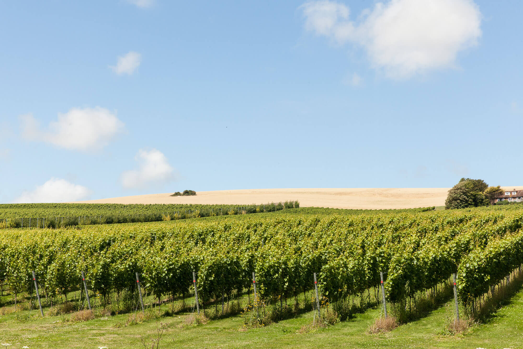 Summer on the Vineyard