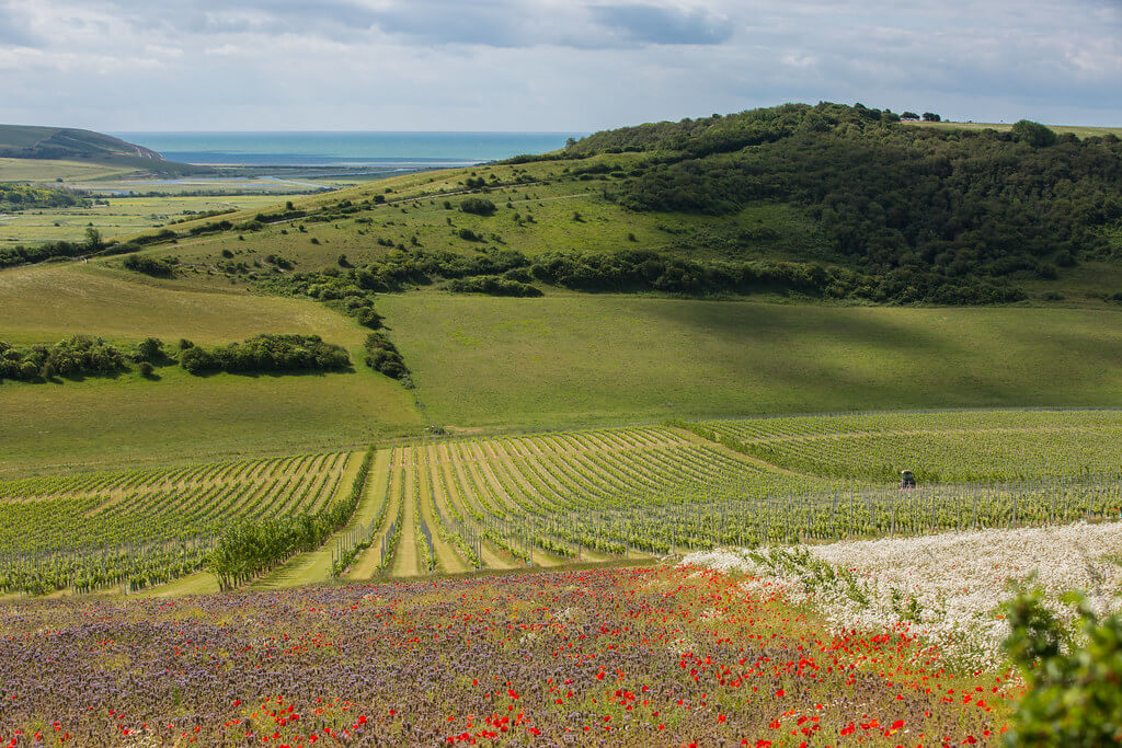 Vibrant Wildflowers