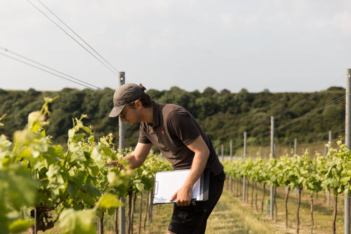 Stan Counting Vines