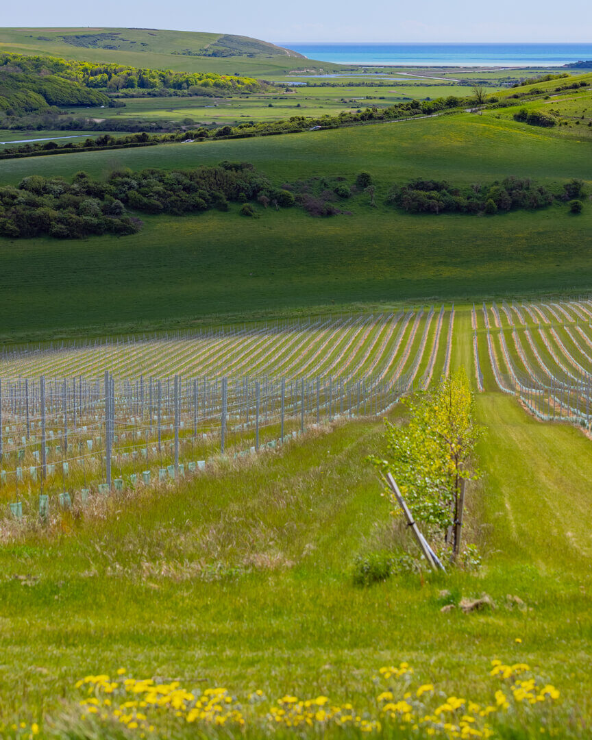 Rathfinny Sussex Vineyard