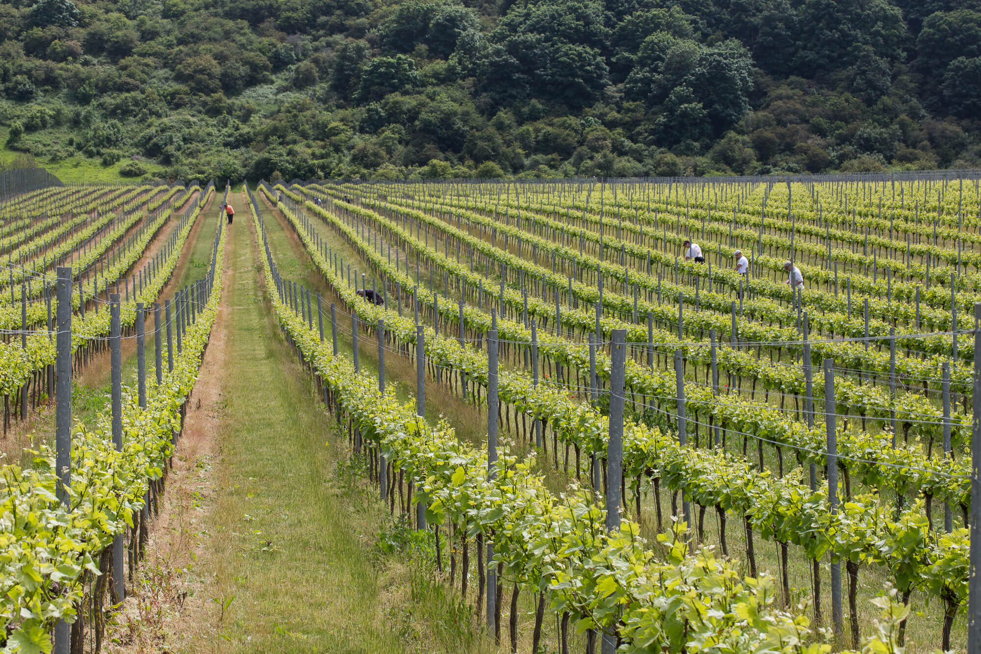 Rathfinny Vineyard Sussex