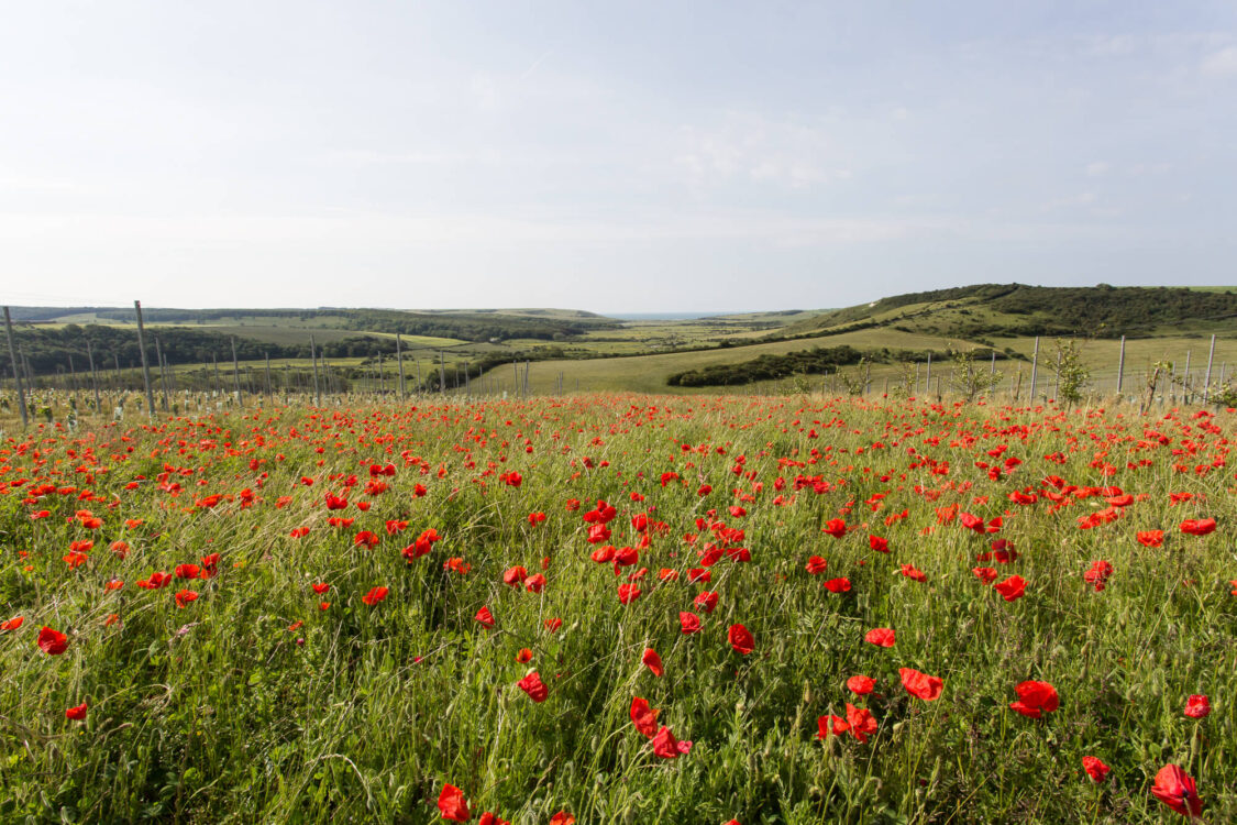 Poppies in the Vineyard