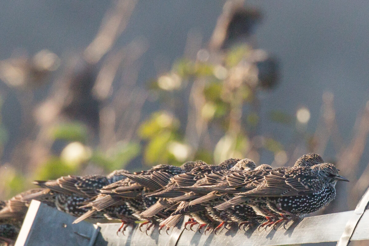 a line of birds sat on a fence row