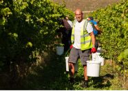 Running Picking And Community At The Rathfinny Harvest